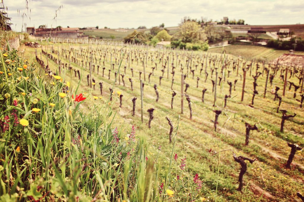 Винные туры в Сант Эмильон. Saint Emilion.